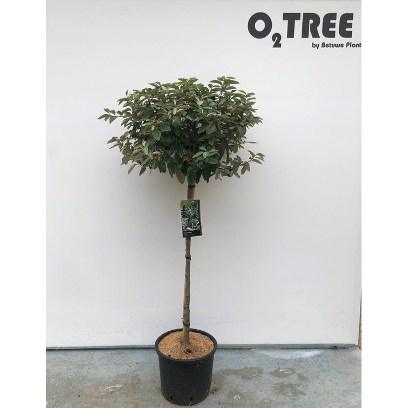 Silverbuske – Elaeagnus ebbingei 'Compacta' - 90 CM Stem C10
